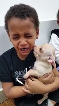 Un petit garçon en pleurs à cause d'un bébé chihuahua trop mignon