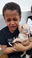 Un petit garçon en pleurs à cause d'un bébé chihuahua trop mignon
