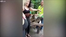 Un Orang-outan pervers touche les seins d'une femme