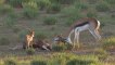 Wild Animal Attacks #43 - Impala Fights to After Death - Lion Kill Steal Impala - Animals Atack