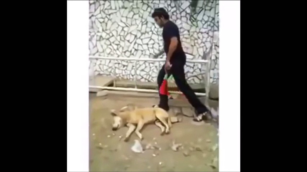 Funny Dog whats app video(funny videos)(HD)