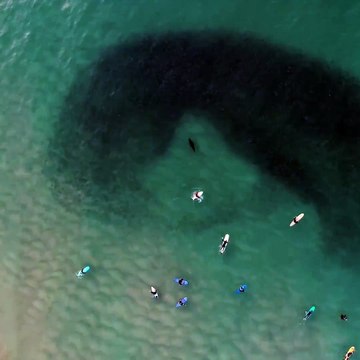 Une otarie en chasse attaque un banc poisson géant