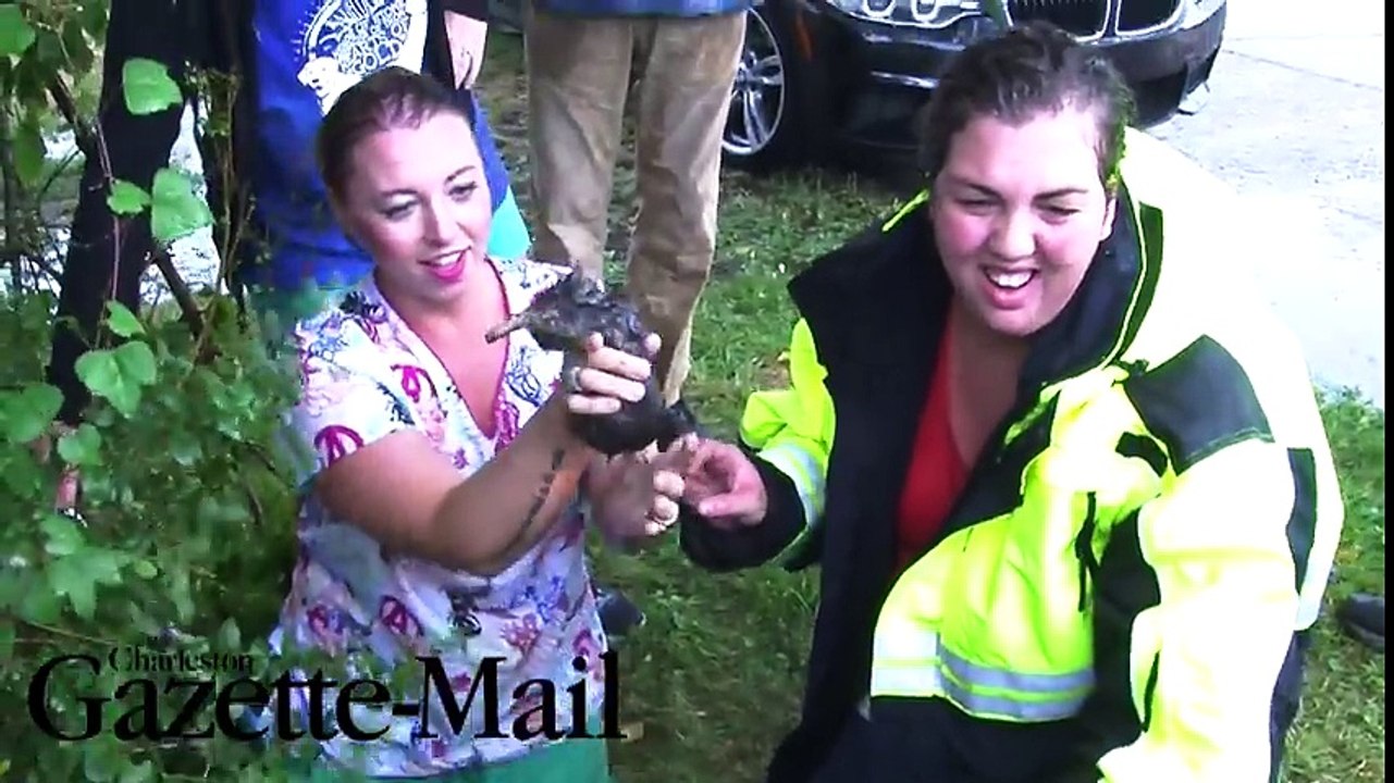 Cette femme risque sa vie pour sauver un chaton dans un tuyau d'eau !