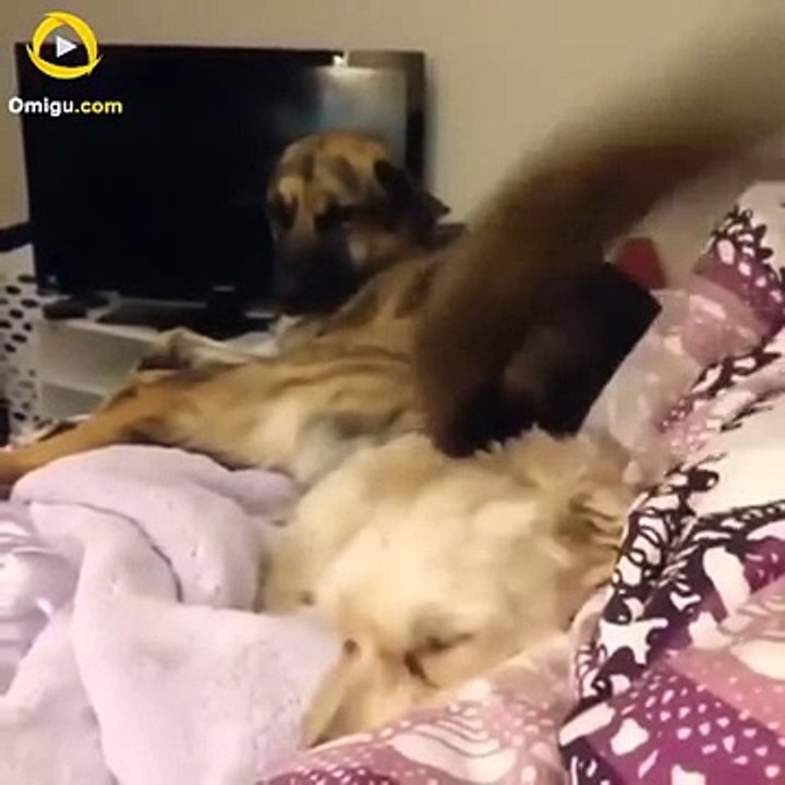 15 Cutest Dog Moments