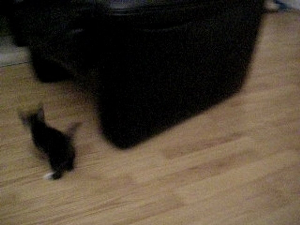 Chaton et un bout de feuille