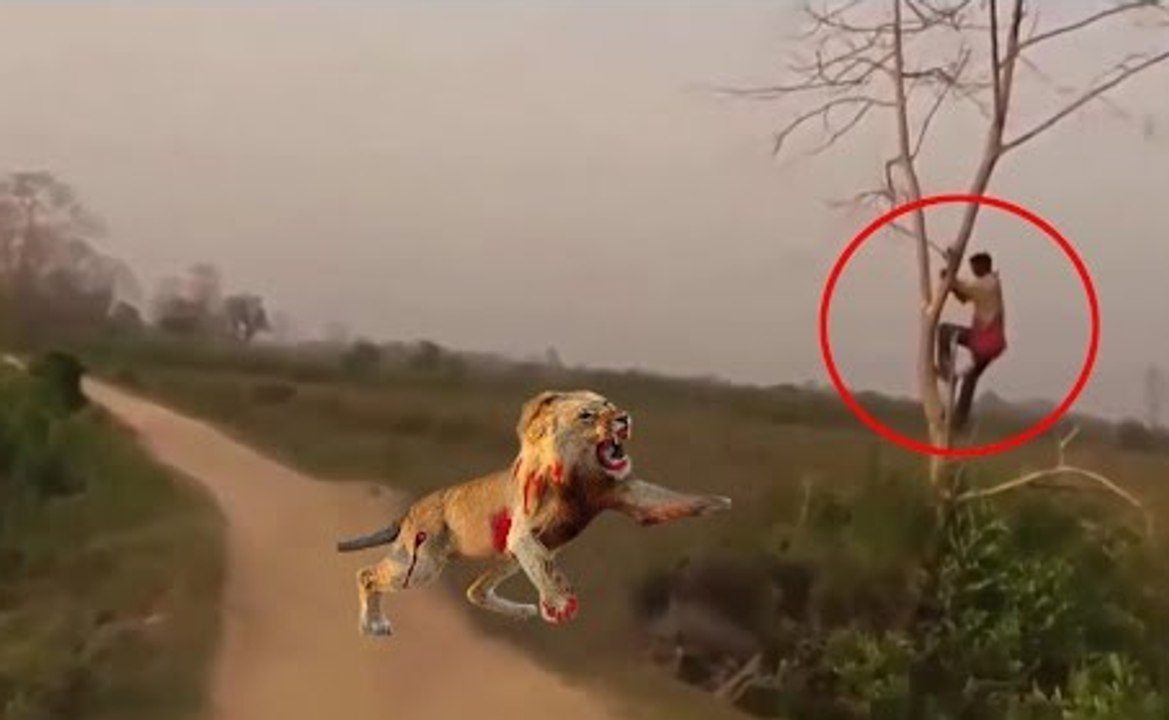 Los 10 ataques de leones a humanos más aterradores