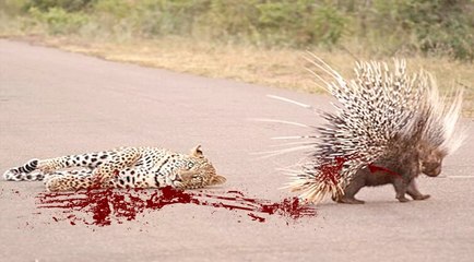 PUERCO ESPÍN VS LEOPARDO, León, Pitón - Ataques de animales Salvajes