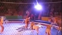Man vs Lions   Lions Attacked The Trainers in Live Show   Lions vs man