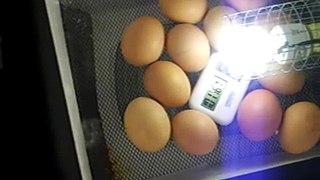 homemade chicken incubator update with 19 day old eggs
