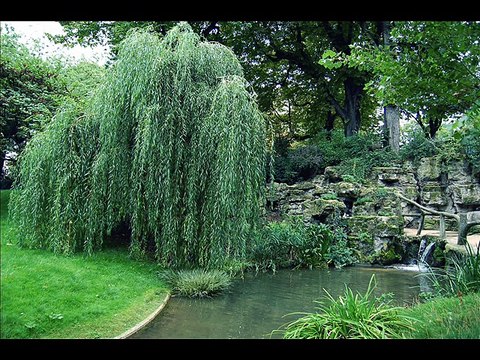 RADMILA RADA MANOJLOVIC- NAD IZVOROM VRBA SE NADNELA