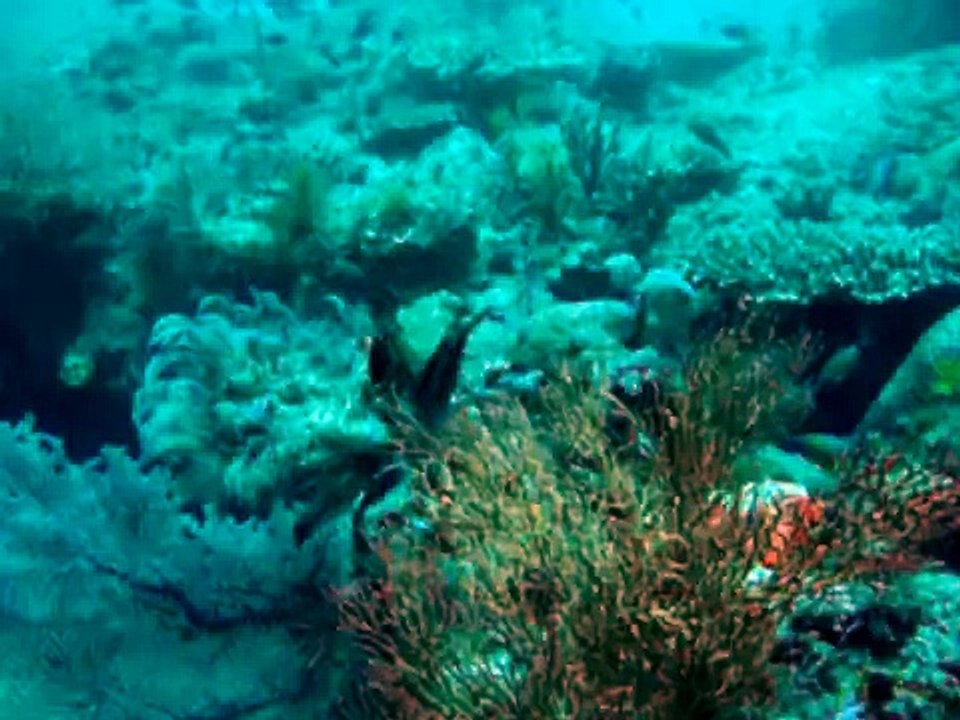 Australia trip - Christmas 2007 - Diving on Ningaloo reef