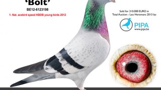 BOLT The most expensive Pigeon of the World $ 400 000