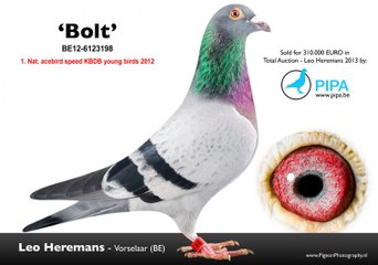 BOLT The most expensive Pigeon of the World $ 400 000