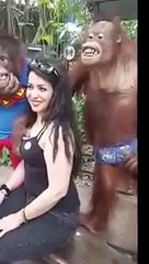 orangudan kadini taciz etti komedi