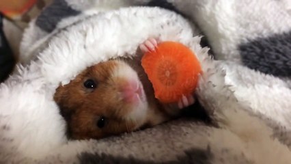 Cet hamster qui grignote avant de s'endormir est trop choux