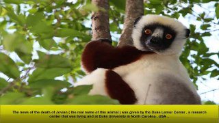 Lemur Zoboomafoo dies at age 20