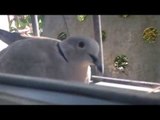 Man Discovers Pigeon Mom and Baby Outside His Window