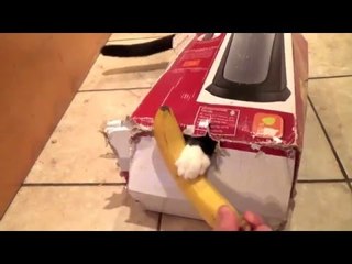 Download Video: Quirky Cat Loves Hiding in Box and Pouncing on Banana