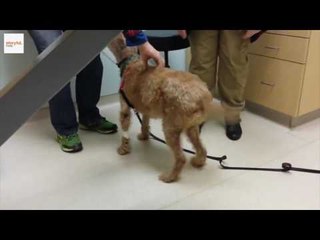Blind Dog Has His Sight Restored