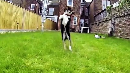 These dogs are very funny with  goofy smile