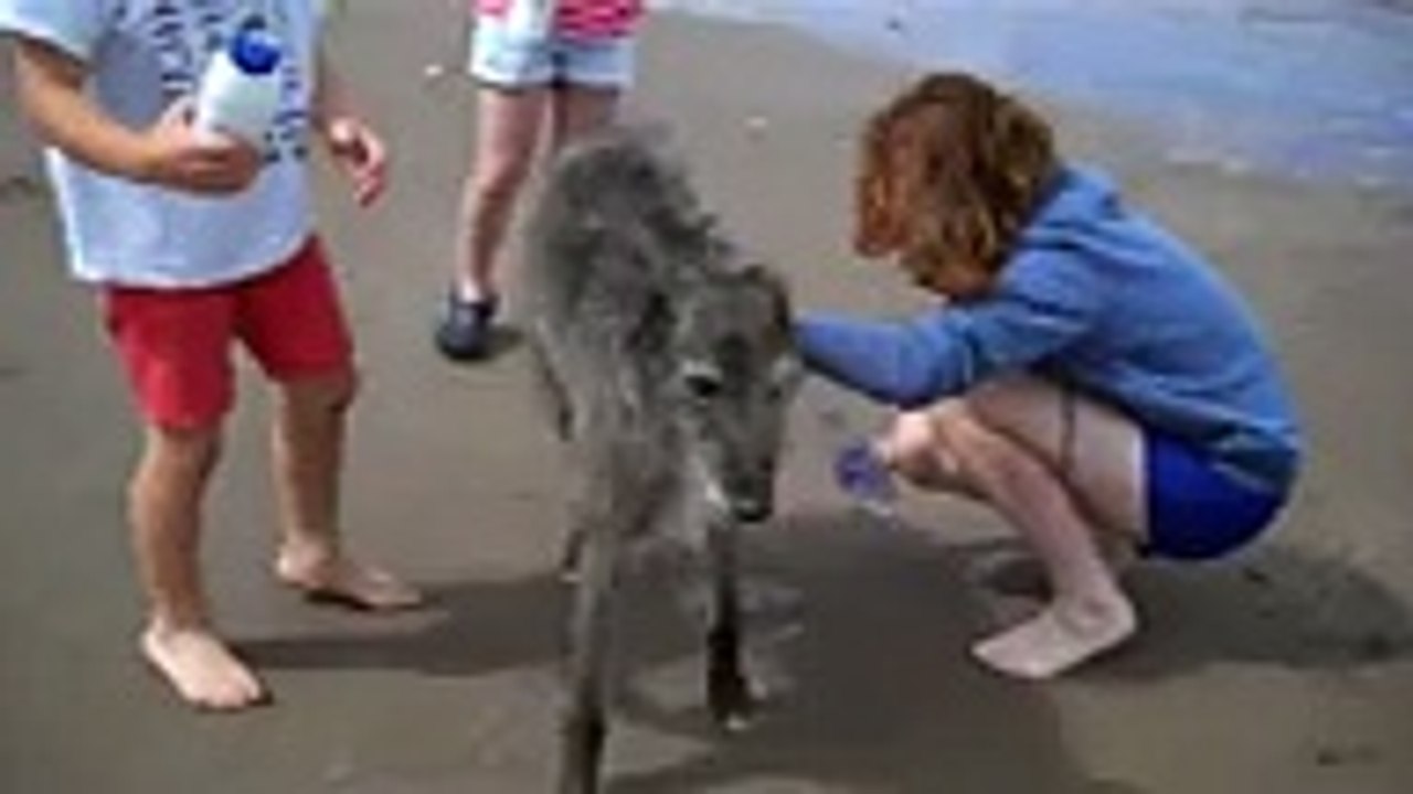 Ces enfants versent du sel dans un trou sur la plage... Ce qui en sort est surprenant !