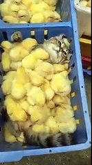 This cat is swimming in a sea of chicks