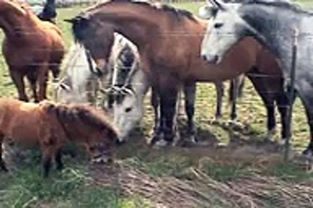 5 étalons s'alignent près de la clôture, mais admirez bien  la suite ! ébouriffant