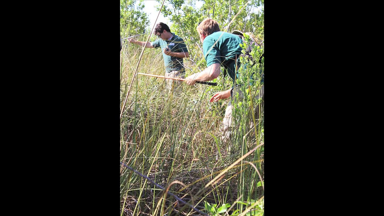 Record-Breaking Burmese Python (17 feet, 7 inches, 87 eggs)