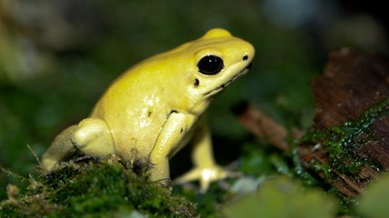 Top 10 Most Poisonous Frogs on Earth