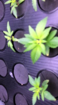 Cannabis Grow 2016 Indoor Hydroponic Aeroponics small plants Big Bud