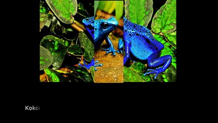 DÜNYANIN EN ZEHİRLİ HAYVANI