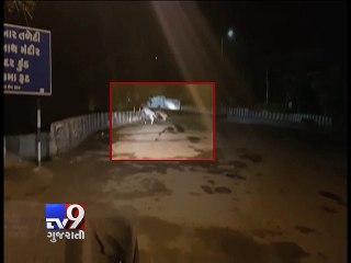 4 Lions prowl around the streets of Junagadh - Tv9 Gujarati