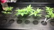 cannabis grow 2016 indoor hydroponics how to guide aeroponics