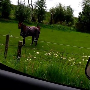 Headbanging d'un cheval sur la musique métal d'une voiture