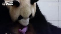Naissance d'un bébé Panda Géant minuscule et tout rose !