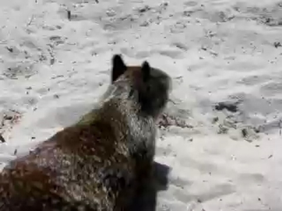 Beach Squirrel