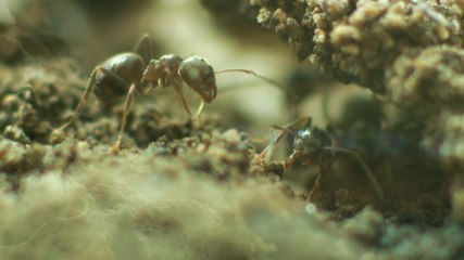 Secrets de construction d'un nid de fourmis