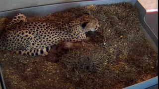 SCBI Cheetah Cubs: December 29, 2010 (video 1)