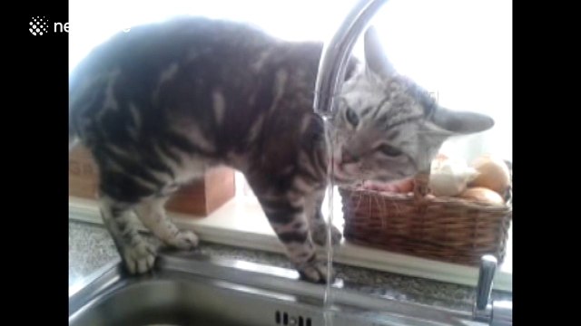 Thirsty cat drinks water from kitchen tap