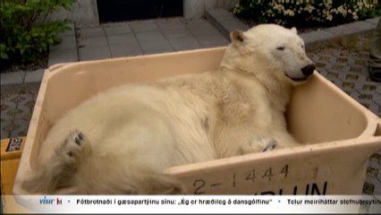 アイスランドでホッキョクグマがまた射殺される (Jul. 17  2016)