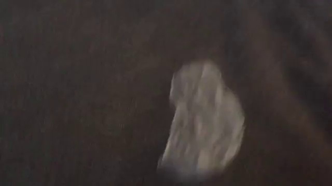 Un chien mange la peau de sa maîtresse