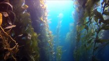 Crescent Bay Laguna Beach Freedive 6/1/15