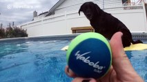 Adorable bodyboarding labrador finds ball hidden under her bodyboard