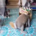Un lapin pervers harcèle un pauvre chat