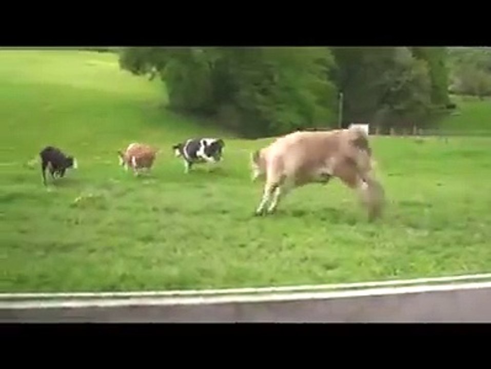 Des vaches tres contentes de retrouver leur prés