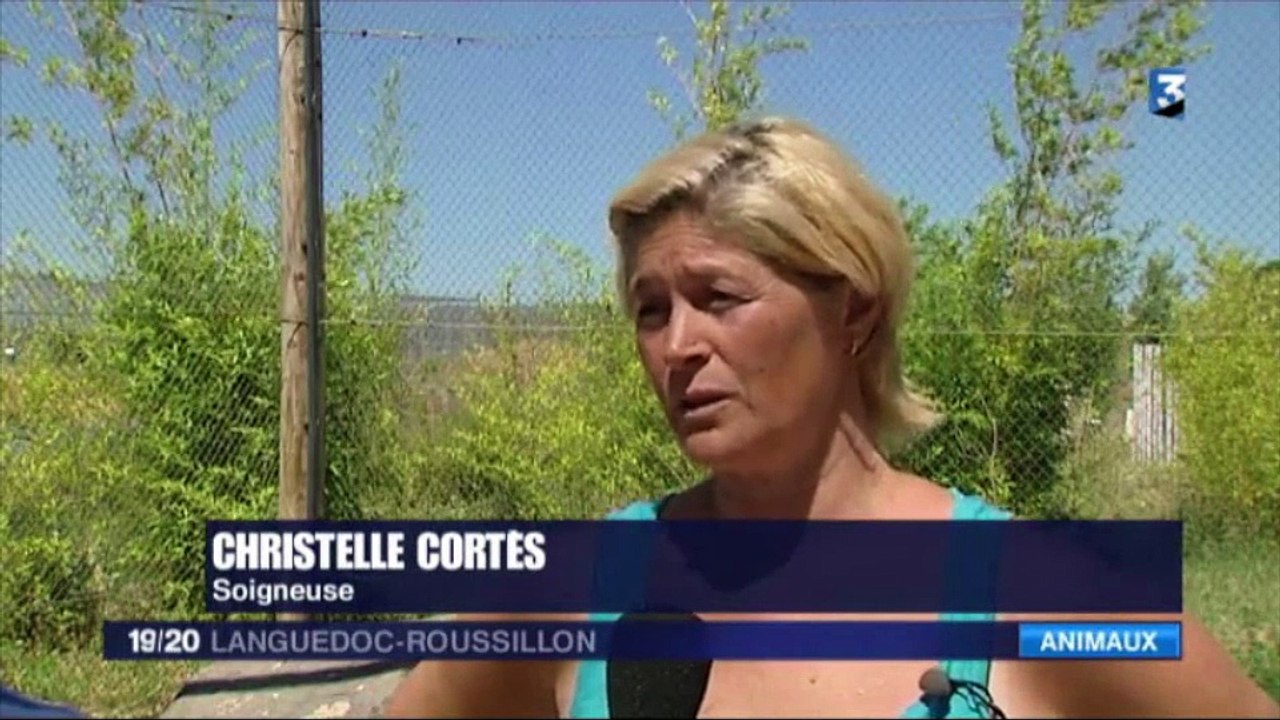 SAINT THIBERY - 2016 - VIDEO - UNE SECONDE VIE POUR LE LE ZOO DE ST THIBERY