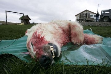 アイスランドで2008年に射殺されたホッキョクグマ (Jun.17 2008)
