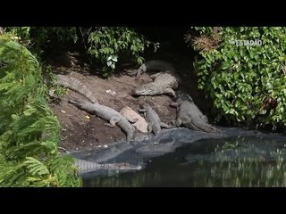Jacarés e moradores convivem no Rio de Janeiro