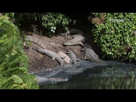 Jacarés e moradores convivem no Rio de Janeiro