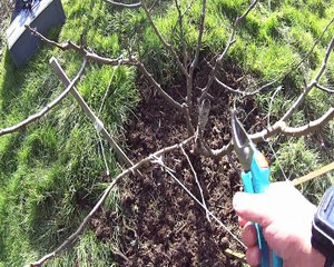 Taille d'hiver d'un jeune poirier